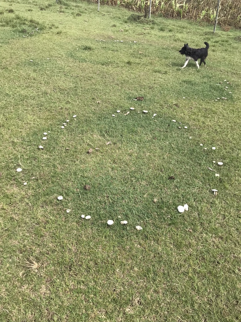 Agaricus campestris · March 2023 · photo: © tutitah (iNaturalist, cc0)