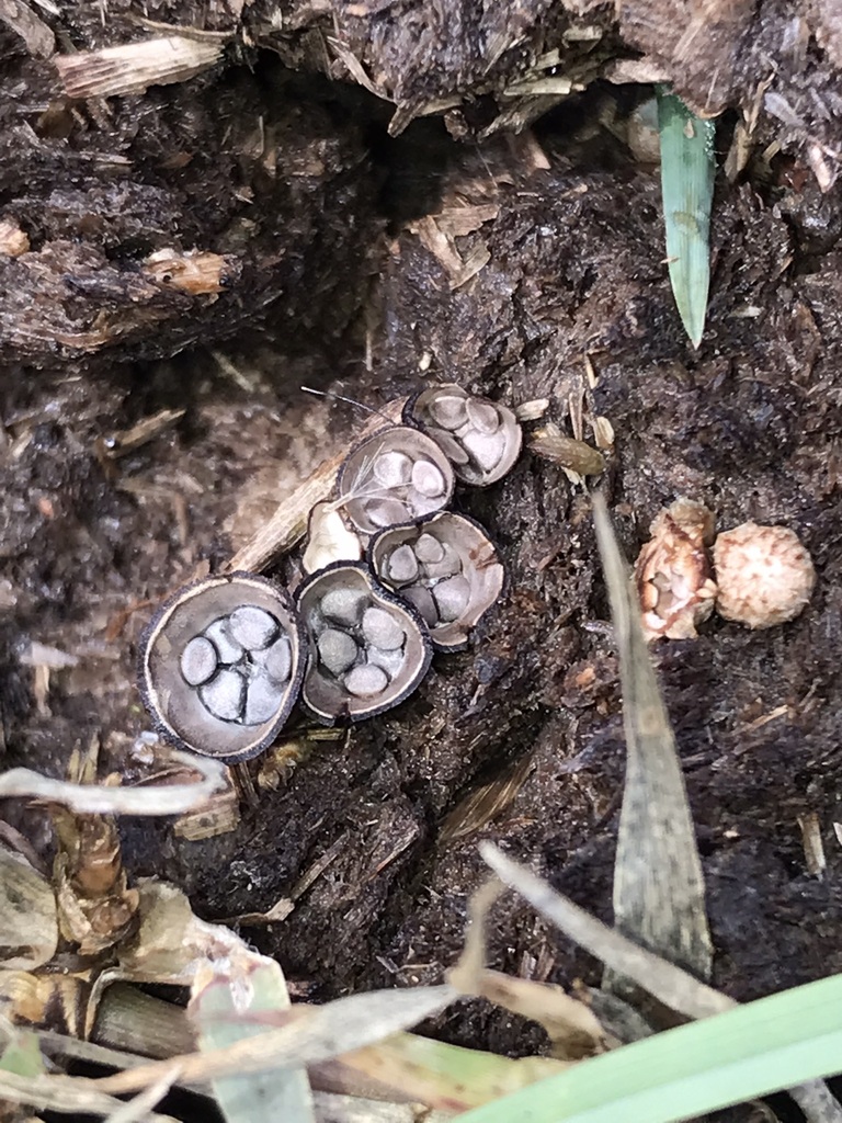 Cyathus stercoreus · March 2023 · photo: © tutitah (iNaturalist, cc0)