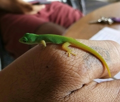 Phelsuma andamanensis