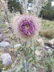 Cirsium nivale