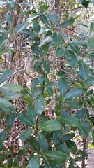 Coptosperma