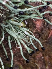 Pilophorus acicularis