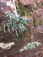 Pilophorus acicularis