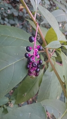 Phytolacca americana