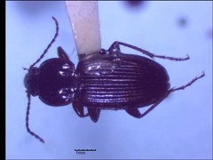 Pterostichus praetermissus