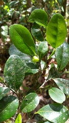 Suregada