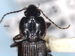 Pterostichus praetermissus