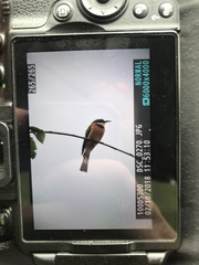 Merops lafresnayii