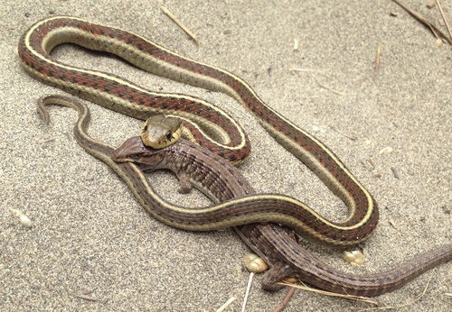 Coast Garter Snake photographed in California