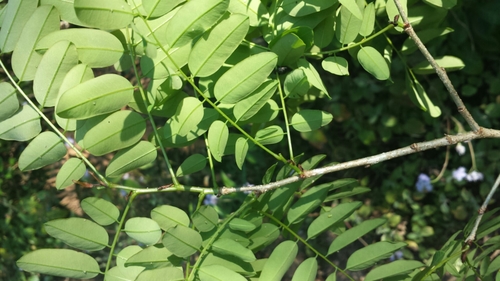 Dalbergia chapelieri