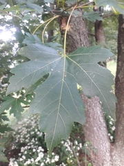 Acer saccharinum