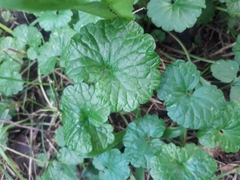 Glechoma hederacea