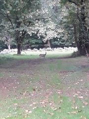 Odocoileus virginianus