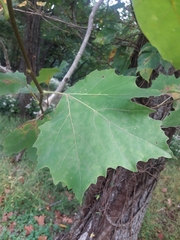 Platanus occidentalis