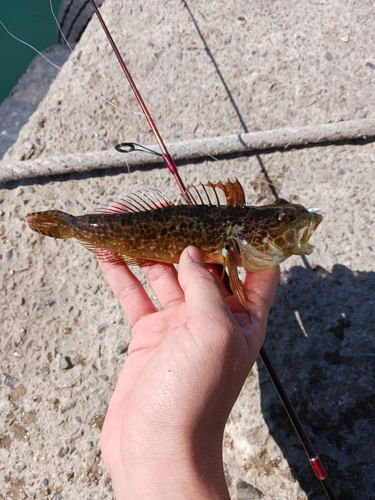 Sunrise sculpin (Pseudoblennius percoides) — Cottidae — 3