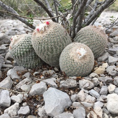 Epithelantha greggii greggii