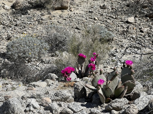 iNaturalist observation photo of beavertail cactus