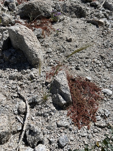 iNaturalist observation photo of cape ricegrass