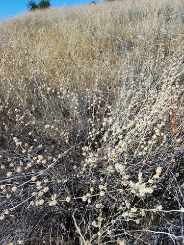 iNaturalist observation photo of Long-stemmed Buckwheat