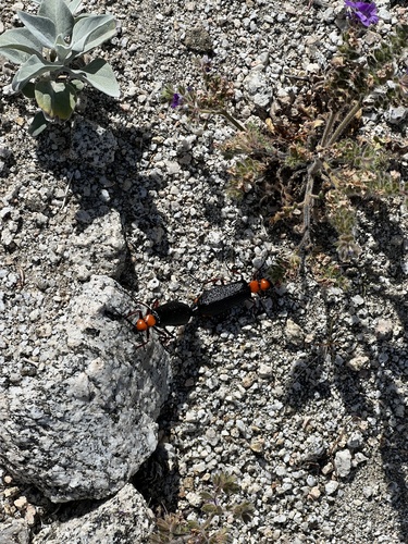 iNaturalist observation photo of Master Blister Beetle