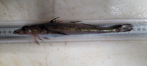Goby Flathead (Bembrops gobioides) — Percophidae — 3