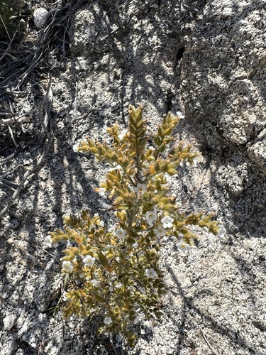 iNaturalist observation photo of Guadalupe cryptantha
