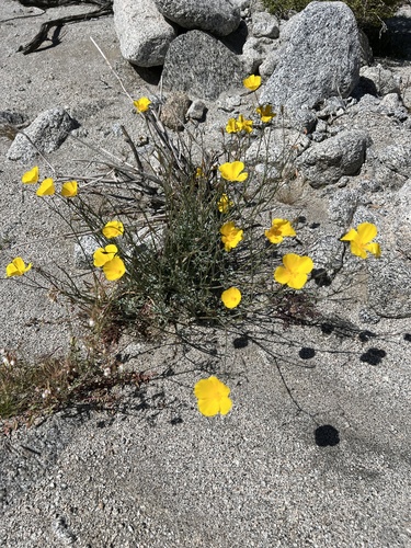iNaturalist observation photo of goldpoppy