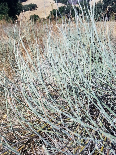 iNaturalist observation photo of Plants