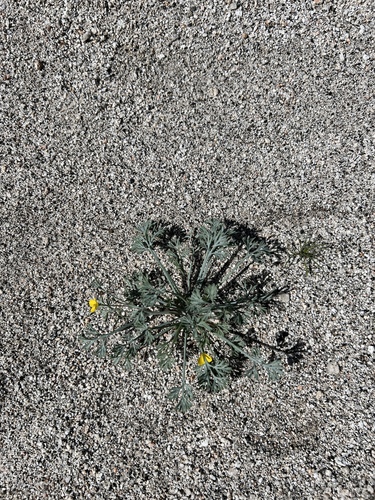 iNaturalist observation photo of Little Gold Poppy