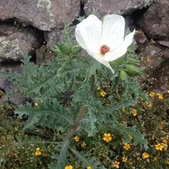 Argemone platyceras