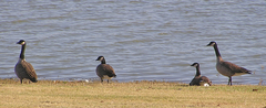 Branta