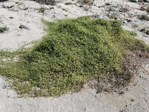 iNaturalist observation photo of Desert Starvine
