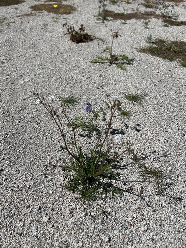 iNaturalist observation photo of Star Gilia