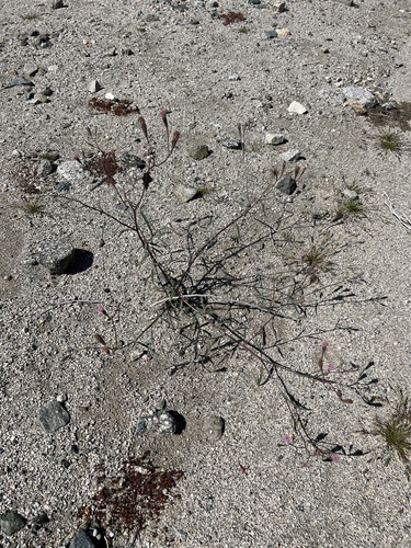 iNaturalist observation photo of Spanish needle