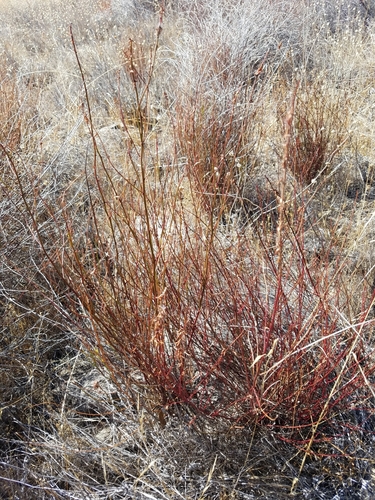 iNaturalist observation photo of Plants