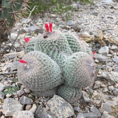 Epithelantha greggii greggii