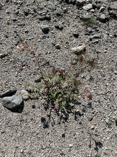 iNaturalist observation photo of Browneyes