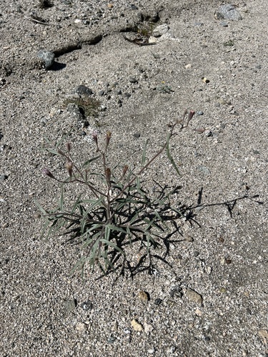 iNaturalist observation photo of Spanish needle