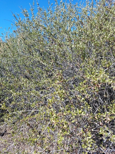 iNaturalist observation photo of Cerastes