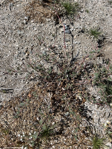iNaturalist observation photo of Texas stork's bill