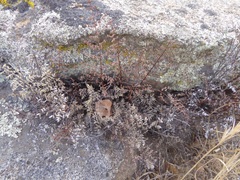 Pellaea mucronata mucronata