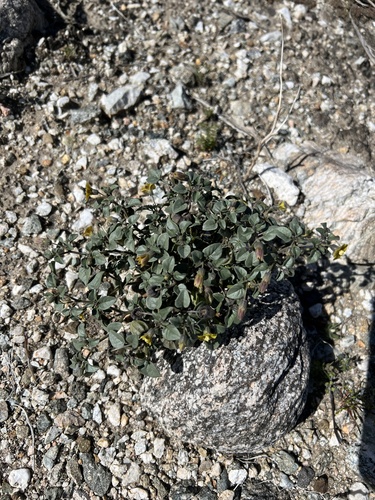 iNaturalist observation photo of Thickleaf Groundcherry
