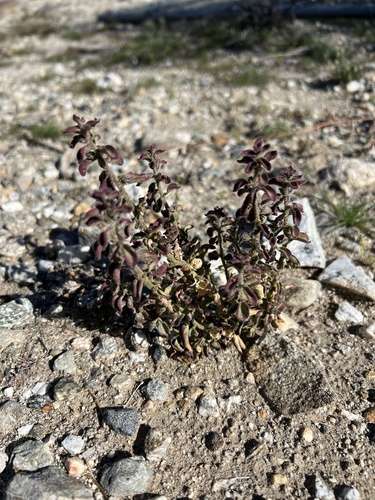 iNaturalist observation photo of Deep Canyon snapdragon