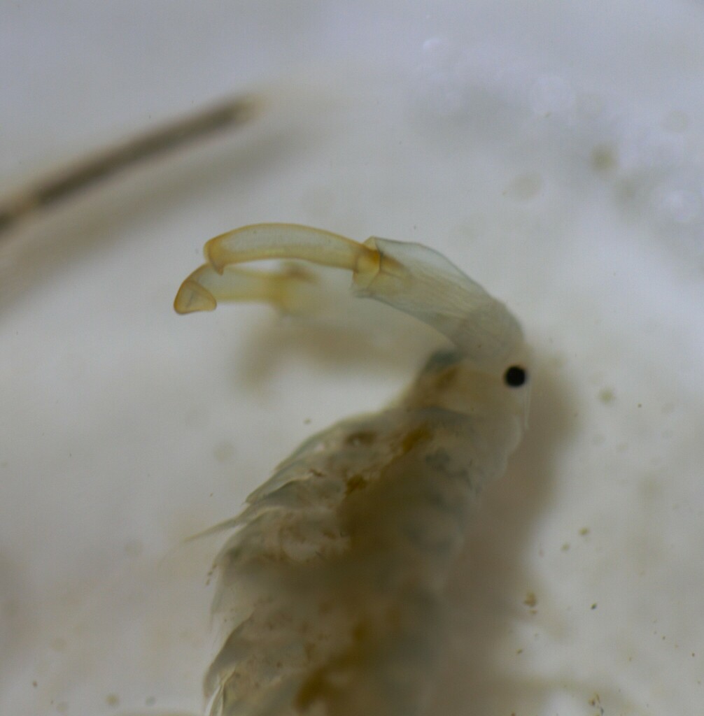versatile fairy shrimp