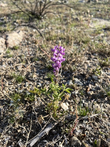 iNaturalist observation photo of Arizona lupine