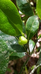 Suregada