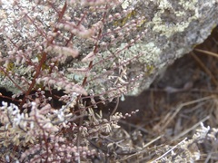 Pellaea mucronata mucronata