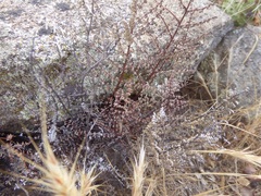 Pellaea mucronata mucronata