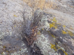 Pellaea mucronata mucronata