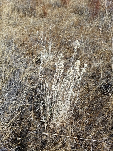iNaturalist observation photo of Fragrant Everlasting